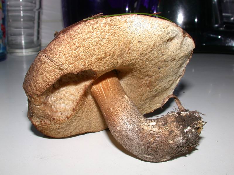 Funghi d'' oltre Manica